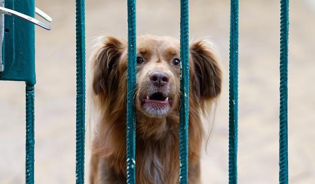 Symptoms of stressed dogs