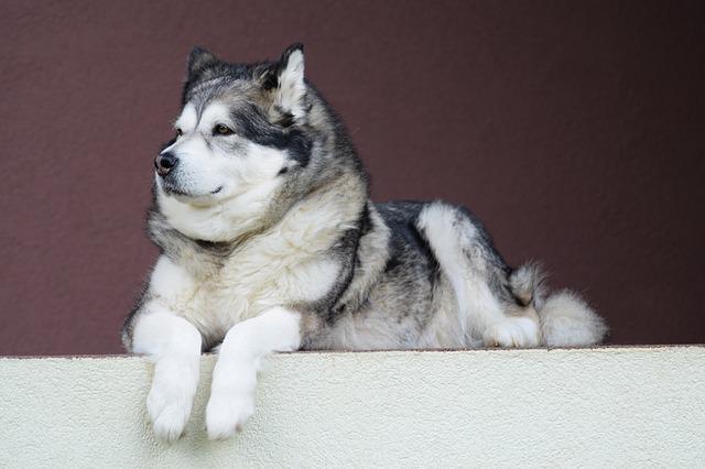 อลาสกัน มาลามิวท์  (Alaskan Malamute)