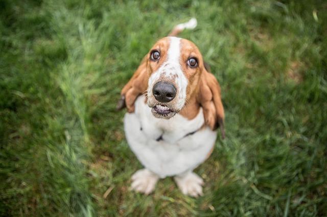 บาสเซ็ต ฮาวด์ (Basset Hound)