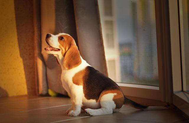 บีเกิ้ล (Beagle)