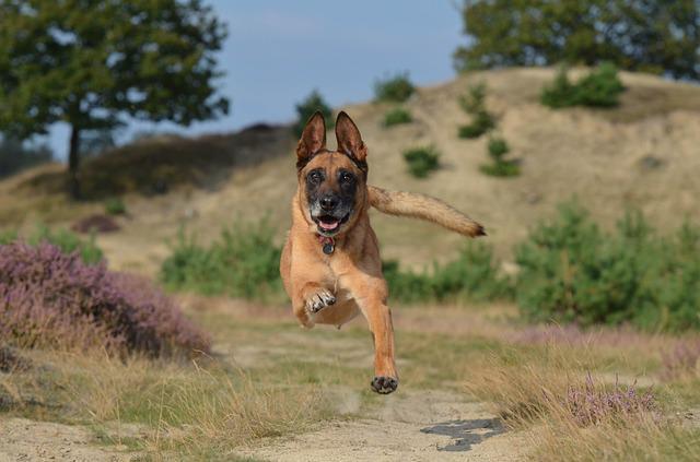 เบลเจียน มาลินอยส์ (Belgian Malinois)