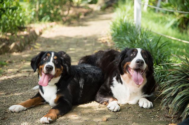 เบอร์นีส เมาน์เทน ด็อก (Bernese Mountain Dogs)