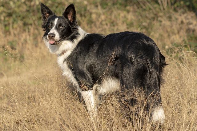 บอร์เดอร์ คอลลี่ (Border Collie)