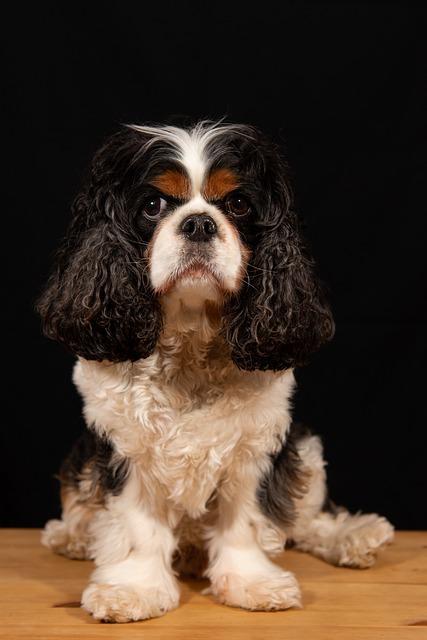 คาวาเลียร์ คิง ชาลส์ สแปเนียล (Cavalier King Charles Spaniel)