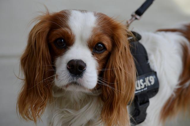 คาวาเลียร์ คิง ชาลส์ สแปเนียล (Cavalier King Charles Spaniel)