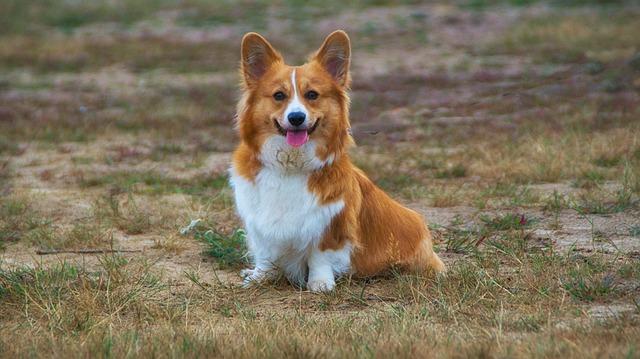 คอร์กี้ (Corgi) ว่ายน้ำไม่เก่ง