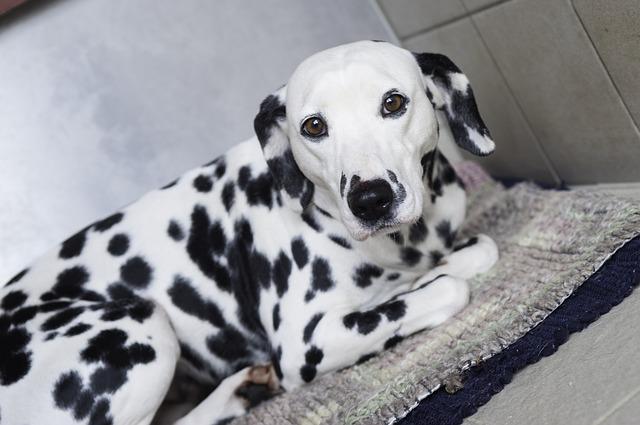 ดัลเมเชียน (Dalmatian)