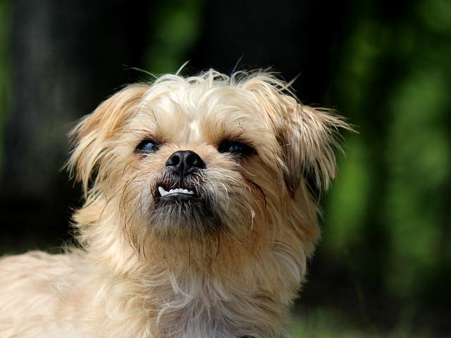 ข้อเสียของสุนัข Brussels Griffon