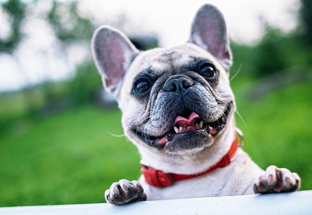 เฟรนช์ บูลด็อก (French Bulldog)