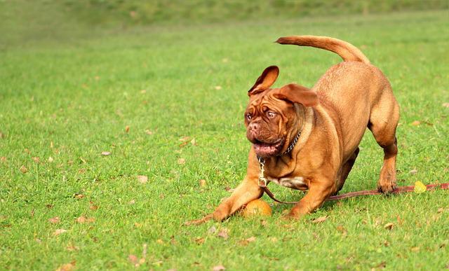 เฟรนช์ มาสทีฟฟ์ (French Mastiff)