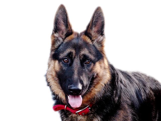 เยอรมัน เชฟเฟิร์ด  (German Shepherd)