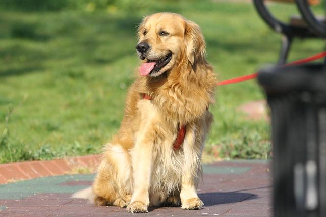 โกลเด้น รีทรีฟเวอร์ (Golden Retriever)