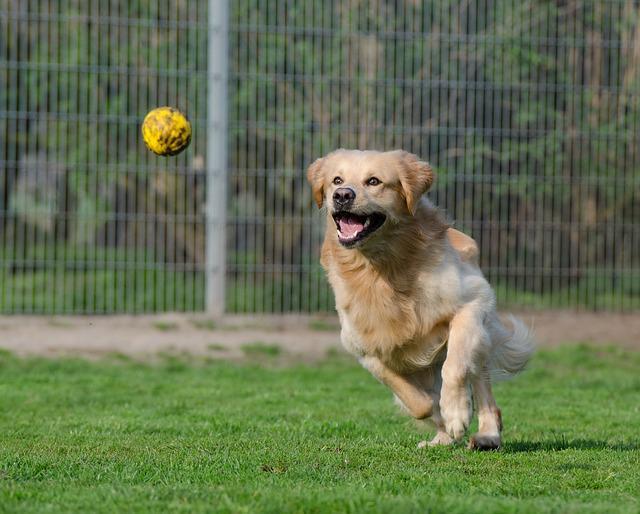 โกลเด้น รีทรีฟเวอร์ (Golden Retriever)