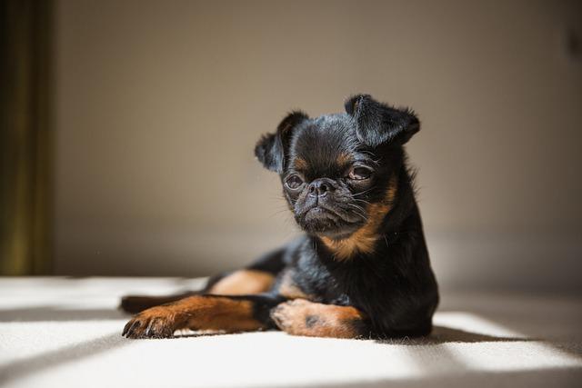 นิสัยของสุนัข Brussels Griffon