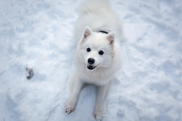 เจแปนนิส สปิตซ์ (Japanese Spitz)