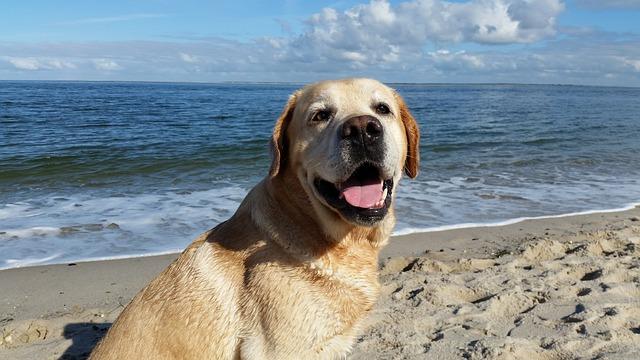 ลาบราดอร์ รีทรีฟเวอร์ (Labrador Retriever)