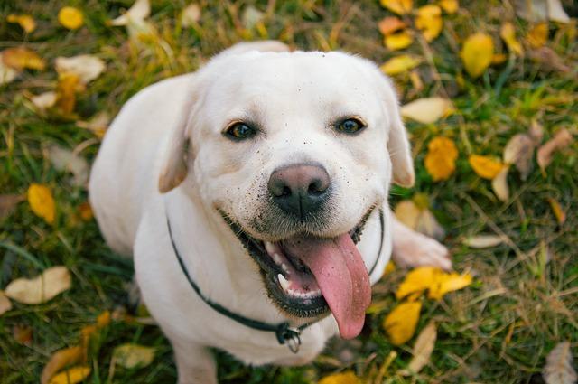 ลาบราดอร์ รีทรีฟเวอร์ (Labrador Retriever)