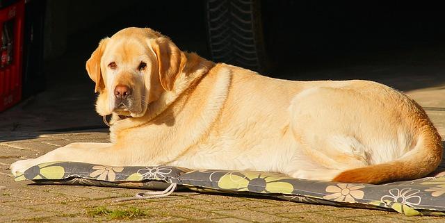 ลาบราดอร์ รีทรีฟเวอร์ (Labrador Retriever)