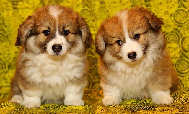 พ็อมโบรค เวล์ช คอร์กี้ (Pembroke Welsh Corgi)