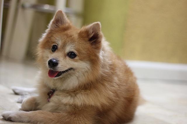 ปอมเมอเรเนียน (Pomeranian)