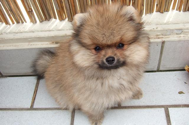 ปอมเมอเรเนียน (Pomeranian)