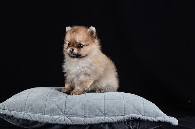 ปอมเมอเรเนียน (Pomeranian)