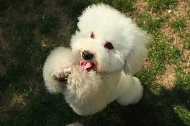 พุดเดิ้ล (Poodle)