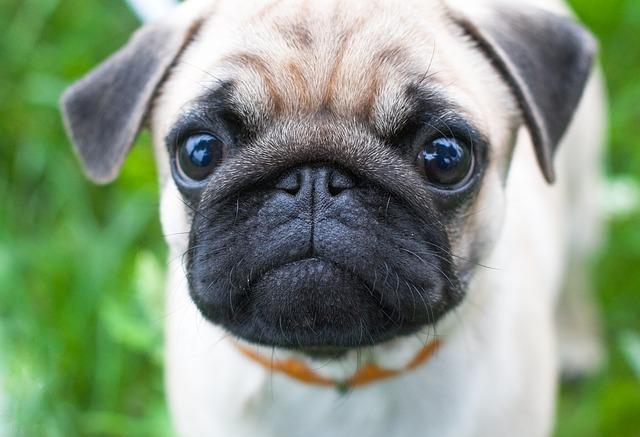 ปั๊ก (Pug) ว่ายน้ำไม่เก่ง