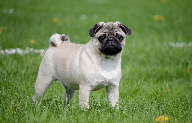 ปั๊ก (Pug)