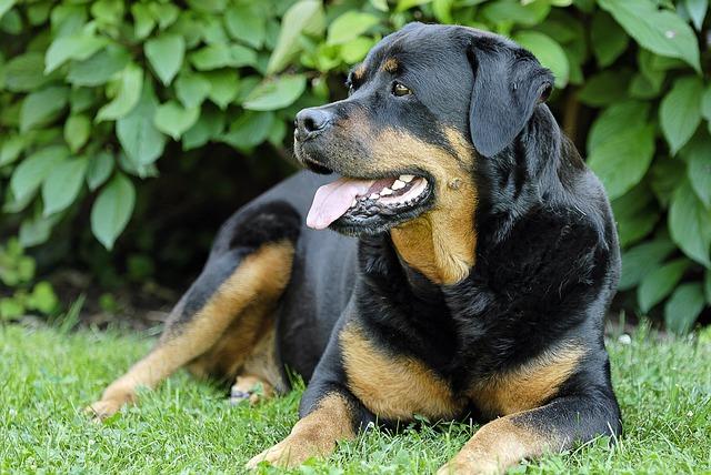 ร็อตไวเลอร์ (Rottweiler)