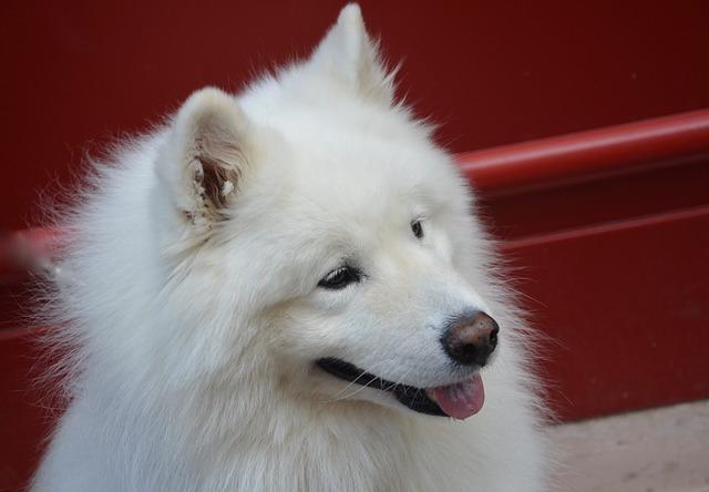 ซามอยด์  (Samoyed)