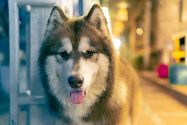 ไซบีเรียน ฮัสกี้ (Siberian Husky)