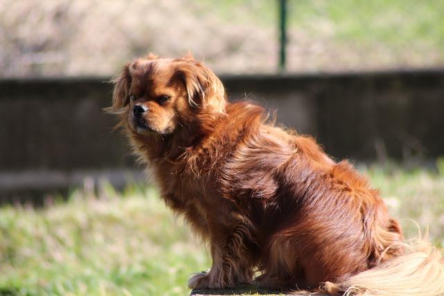 ทิเบตัน สแปเนียล (Tibetan Spaniel)