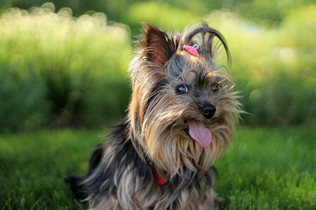 ยอร์คเชียร์ เทอร์เรีย (Yorkshire Terrier)