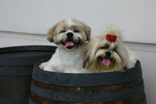 ชิสุ (shih tzu)