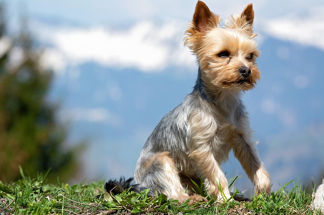 ยอร์คเชียร์เทอร์เรีย (Yorkshire Terrier)