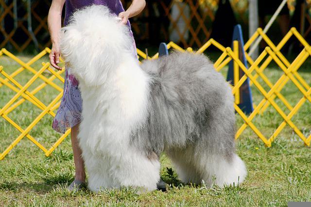 6 interesting facts about the Polish Lowland Sheepdog