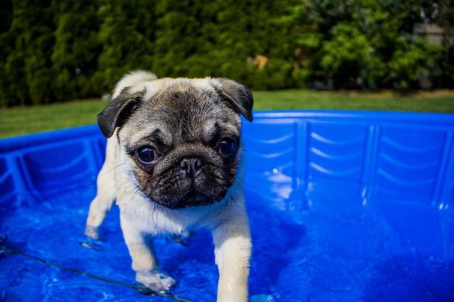 อย่าให้สุนัขสายพันธุ์หน้าสัั้นลงว่ายน้ำ เพราะอาจจะทำให้สุนัขจมน้ำได้