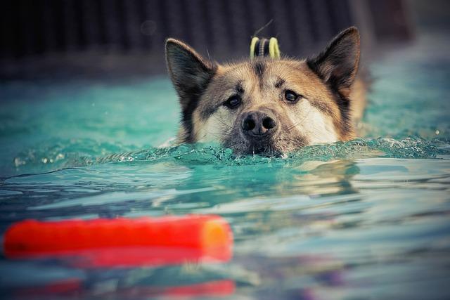 ควรให้สุนัขที่พึ่งผ่าตัดออกกำลังกายด้วยการว่ายน้ำ เพราะมันจะช่วยให้ร่างกายของสุนัขฟื้นตัวได้ไวยิ่งขึ้น