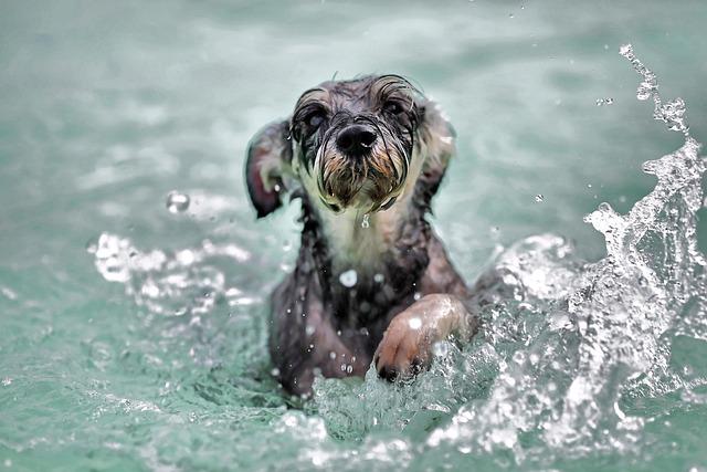 สิ่งที่คุณควรรู้ก่อนพาสุนัขลงว่ายน้ำในสระน้ำของสุนัขแต่ละประเภท